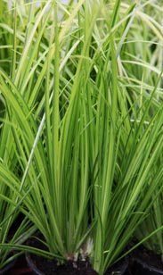 Acorus-Gras