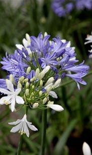 Agapanthus