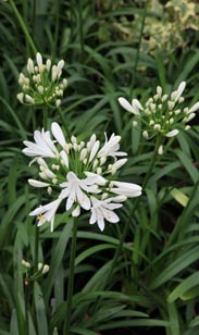 Agapanthus