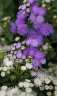 Ageratum
