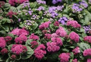 Ageratum
