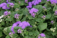 Ageratum