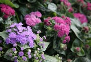 Ageratum