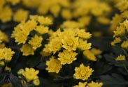 Ajanthemum