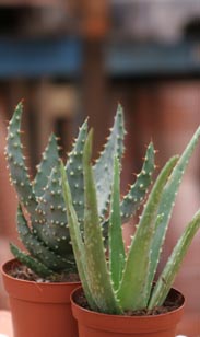 Aloe Vera