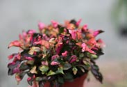 Alternanthera