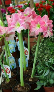 Amaryllis