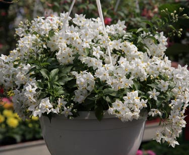 Jasmin-Ampeln