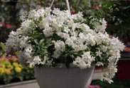 Jasmin-Ampeln