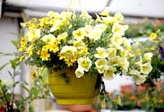 Sommerblumen-Ampel