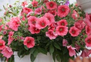 Sommerblumen-Ampel