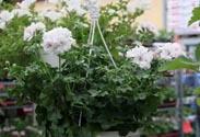 Jasmin-Ampeln