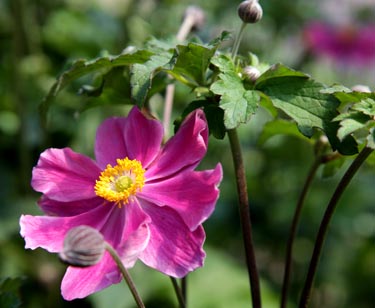 Anemone