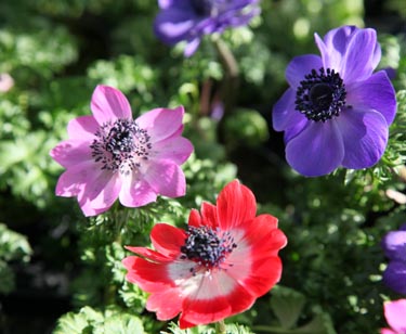 Anemone