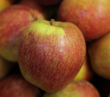 Äpfel
