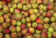 Apfel Boskop