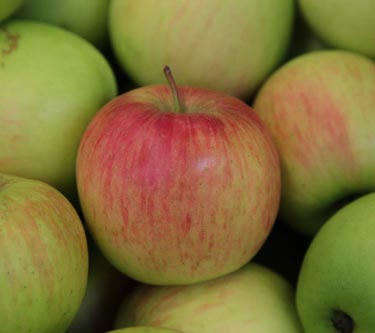 Äpfel