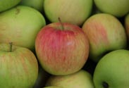 Äpfel