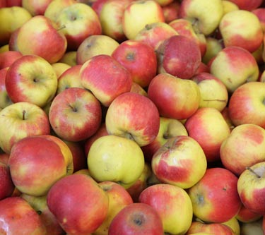 Äpfel