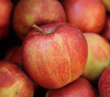 Apfel Red Prince