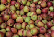 Äpfel
