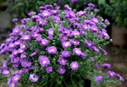 Aster