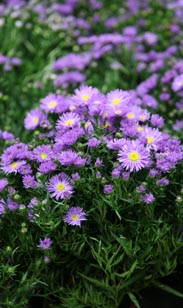 Herbstaster