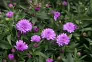 Aster
