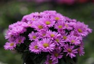 Aster