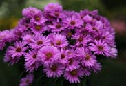 Aster