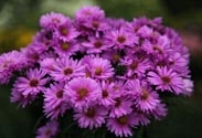 Aster