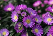 Aster