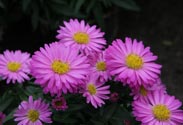 Aster