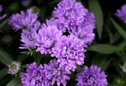 Aster