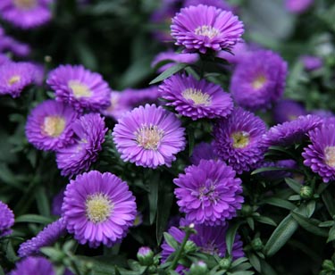 Aster
