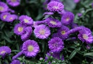 Aster