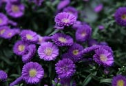 Aster