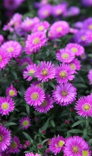 Aster