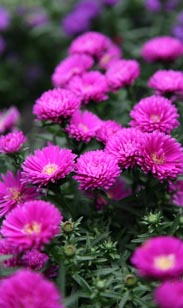 Aster