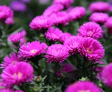 Aster