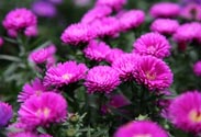 Aster