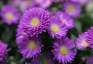 Aster
