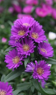 Aster