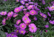 Aster