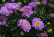 Aster