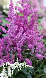Astilbe