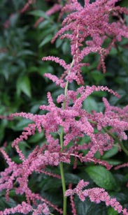 Astilbe
