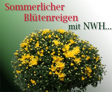 Blütenmeer im Garten