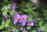 Bacopa