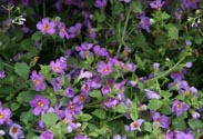 Bacopa